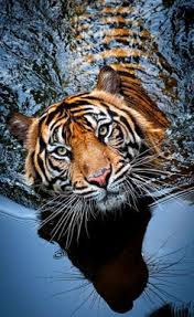 A Tiger, following its nature is not evil