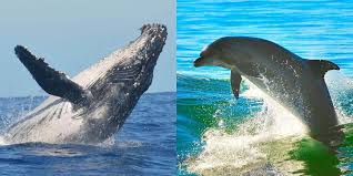 WHALES AND DOLPHINS